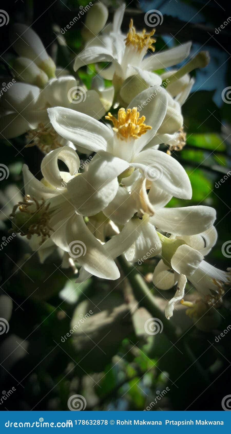 white flower of lemans india