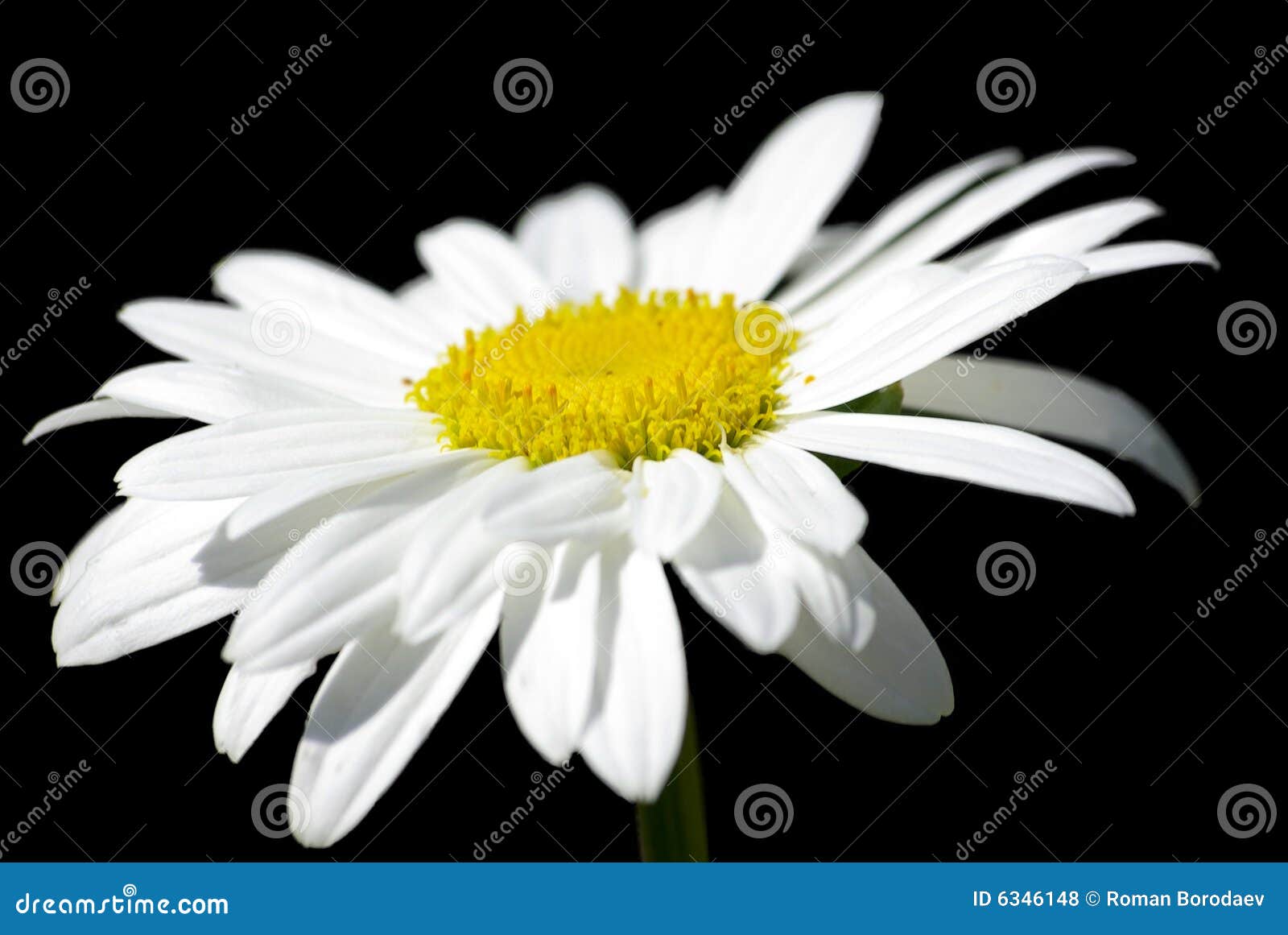 White Yellow Chamomile Camomile Daisy Flower Herb Isolated on Black