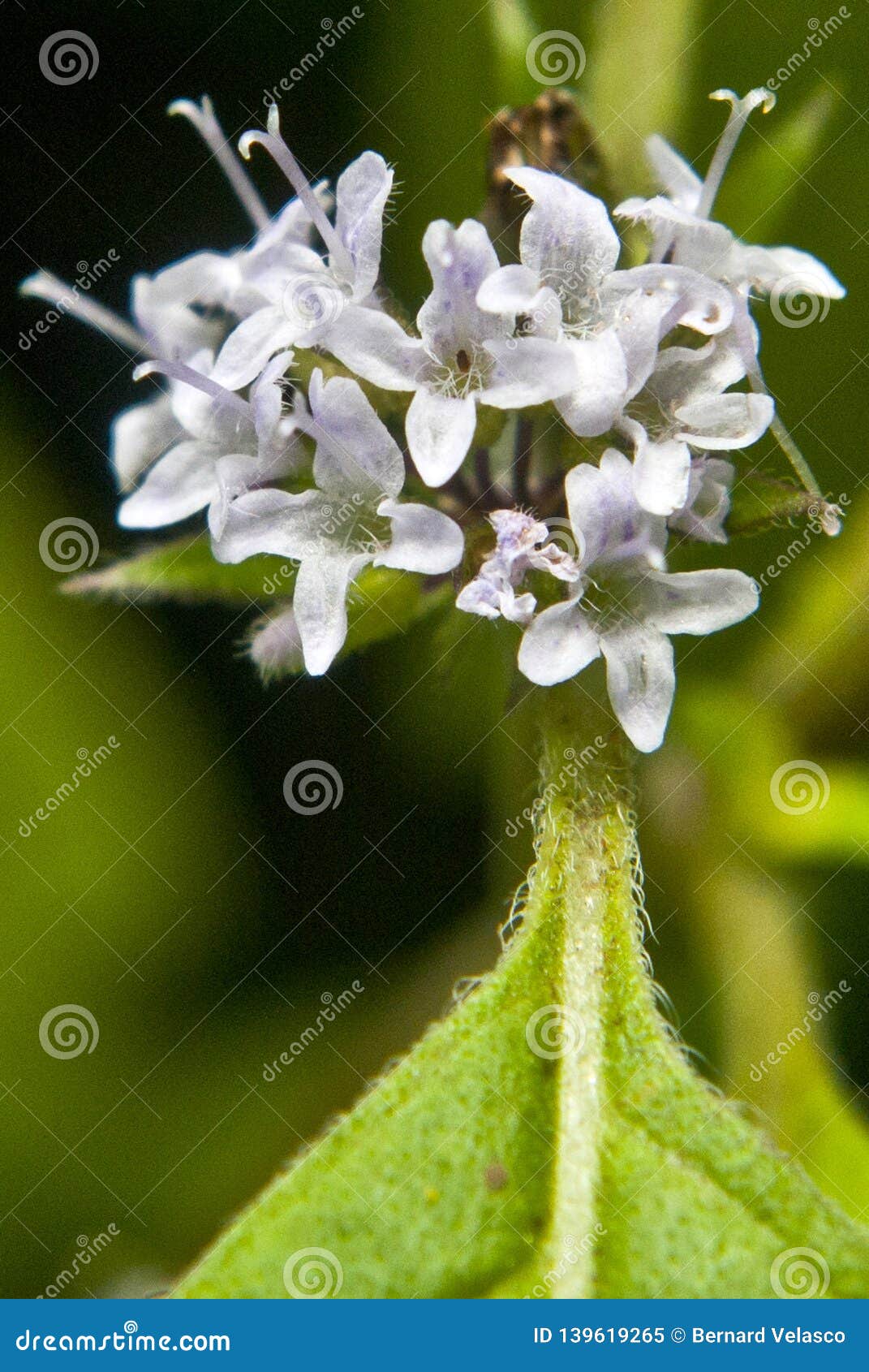 White flower on mint stock image. Image of green, mint 139619265