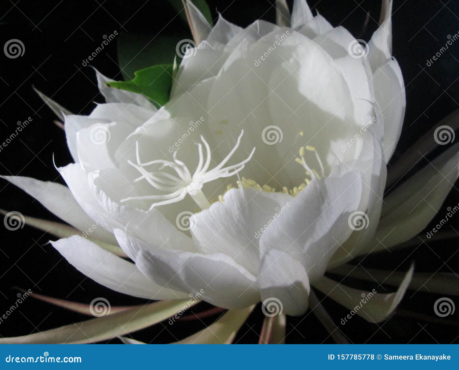 White flower named kadupul stock photo. Image of flower 157785778