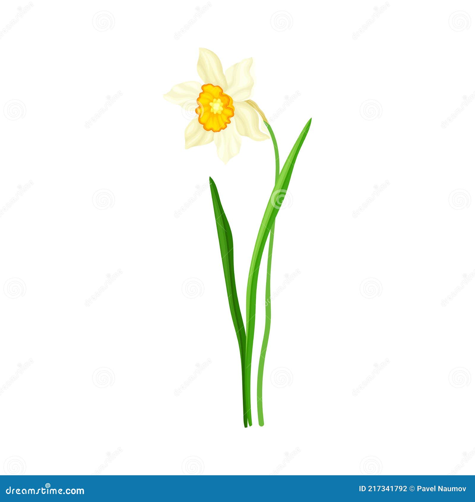 White Flower of Narcissus Spring Flowering Perennial Plant on Leafless ...