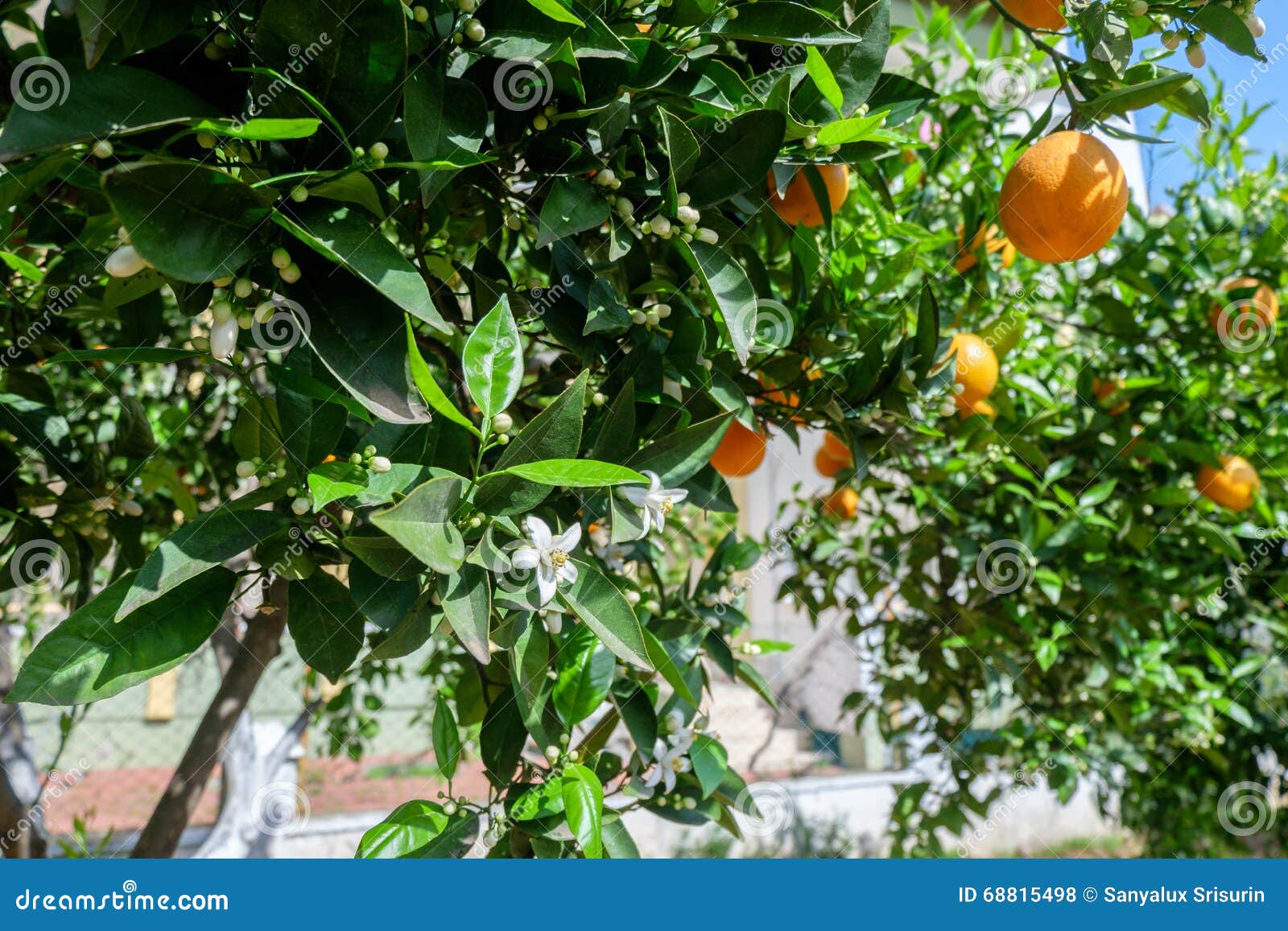 White flower and oranges stock photo. Image of oranges 68815498