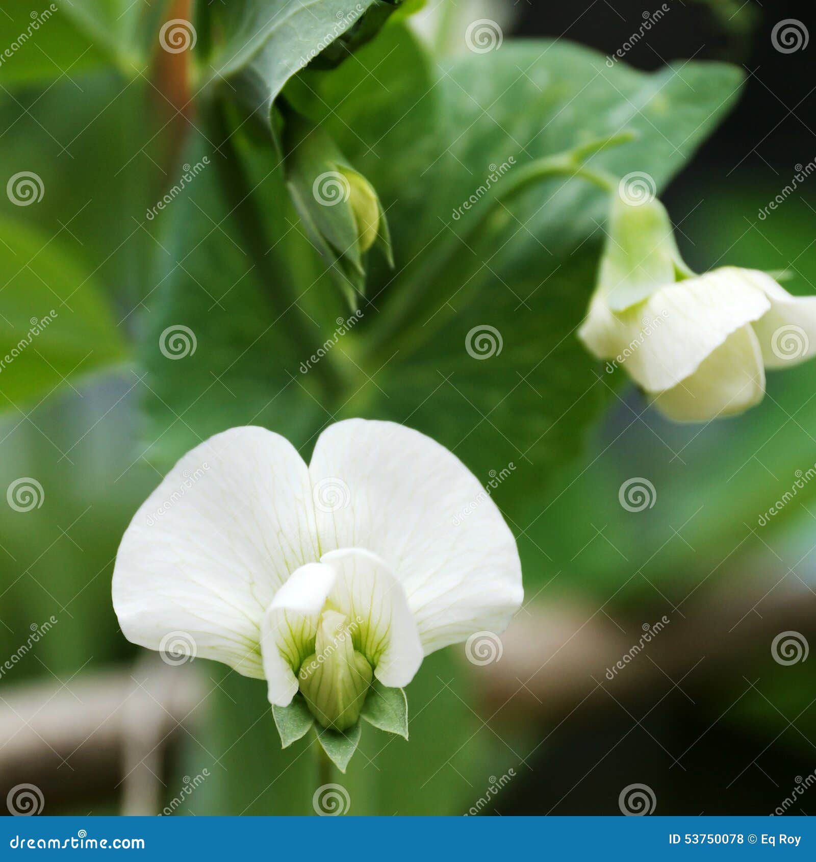 White Flower of a Pea on the Vine in Spring Stock Photo Image of