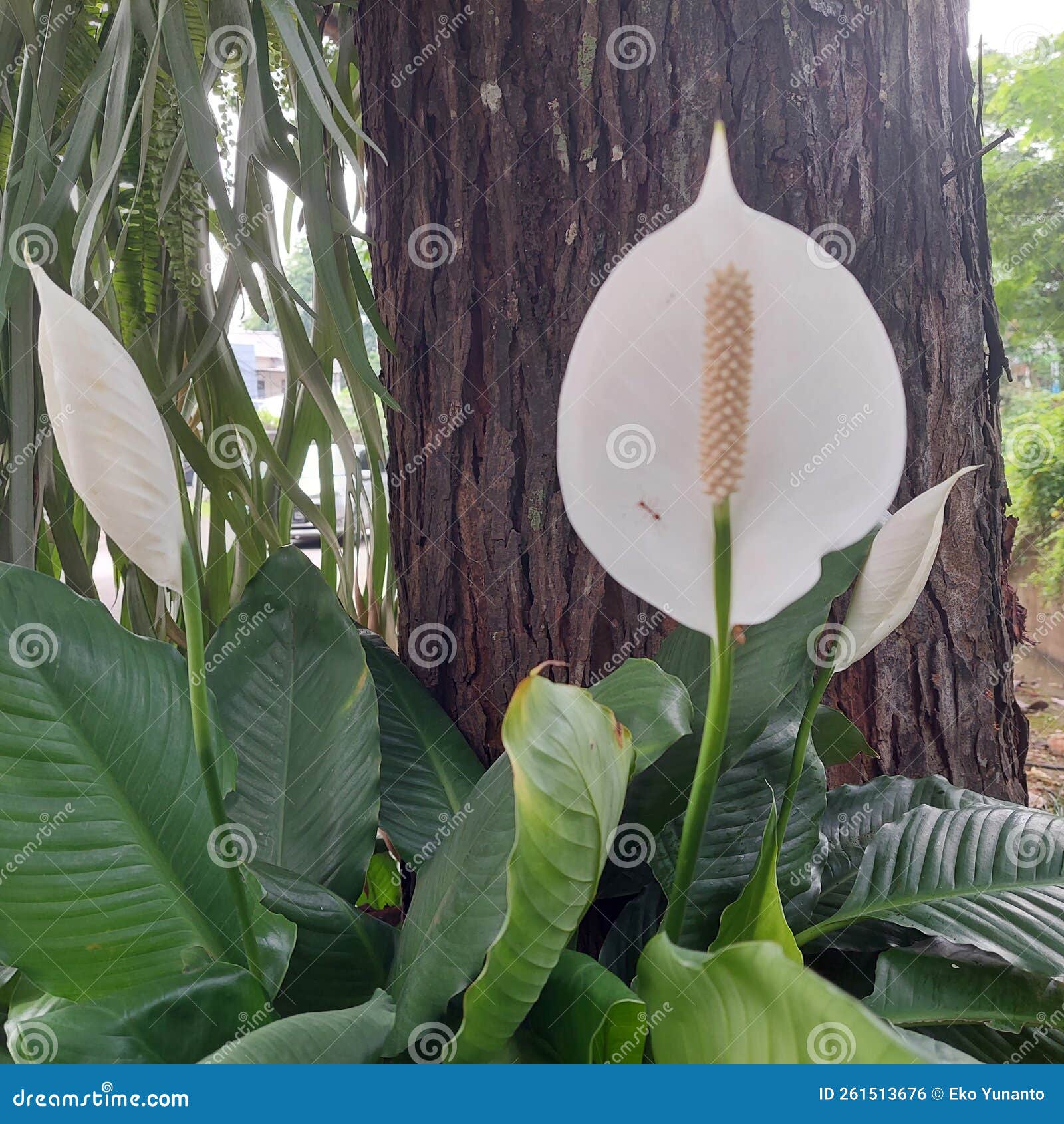 White Flower Peace Lily Ornamental Plant Stock Photo Image of peace