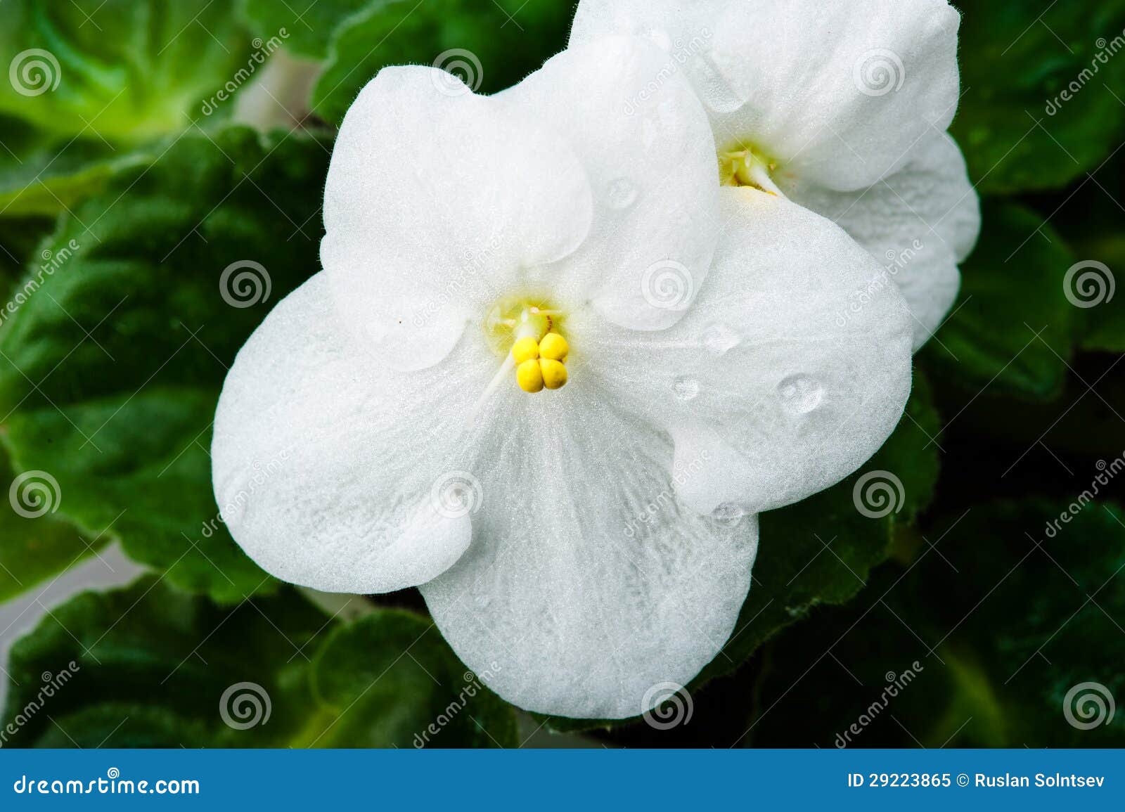 White flower petals stock image. Image of macro, plants 29223865