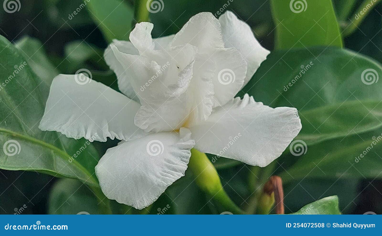 White Flower Petals Blooming in Sunshine Stock Photo Image of
