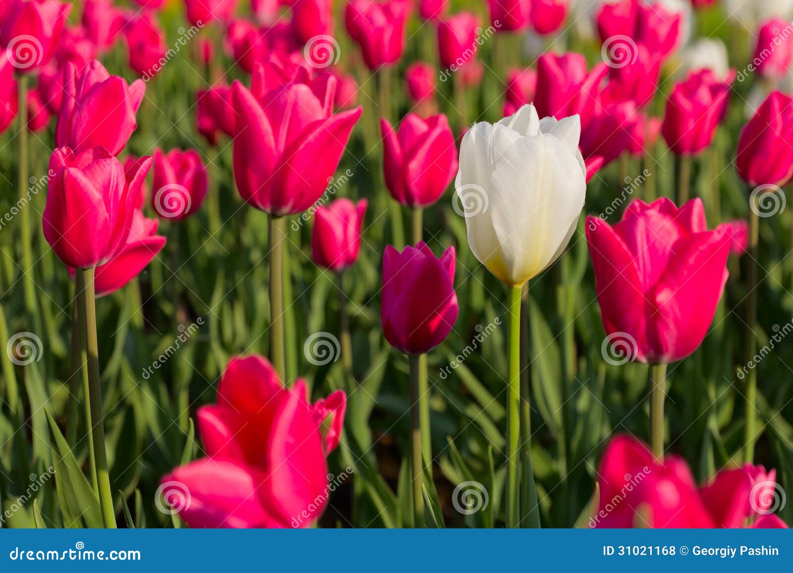 White Flower among the Pink Stock Photo Image of formal, flowers