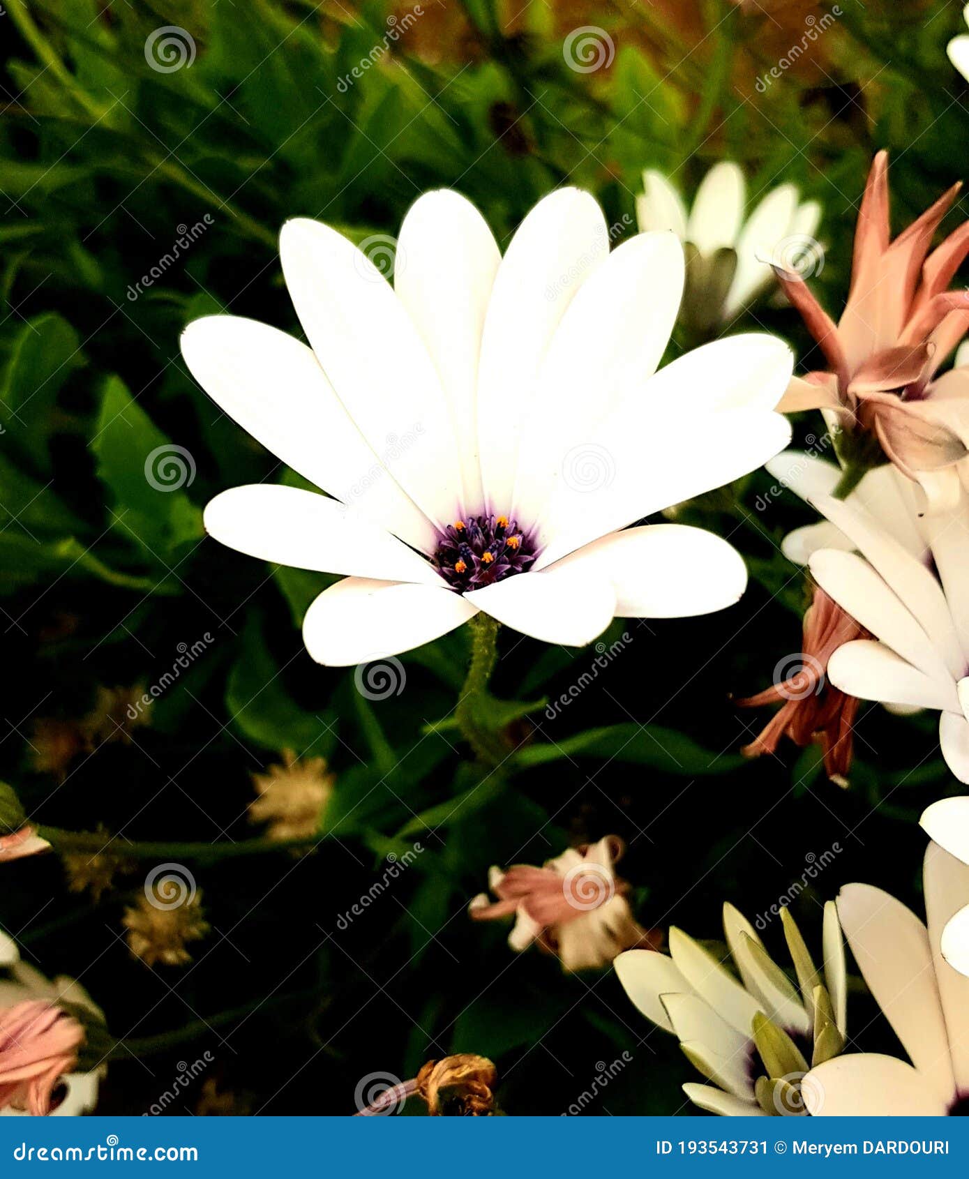 White Flower With A Purple Center Stock Image Image Of Amazing