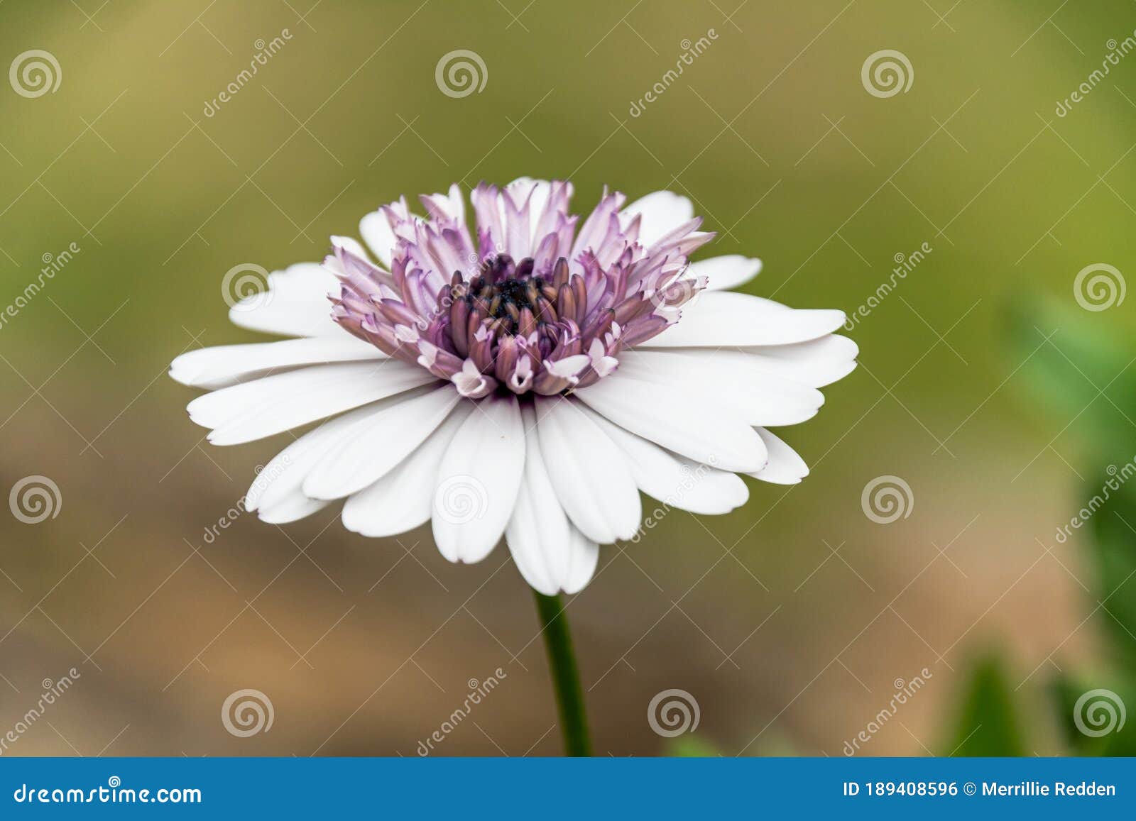 White Flower with Purple Centre Stock Photo Image of natural