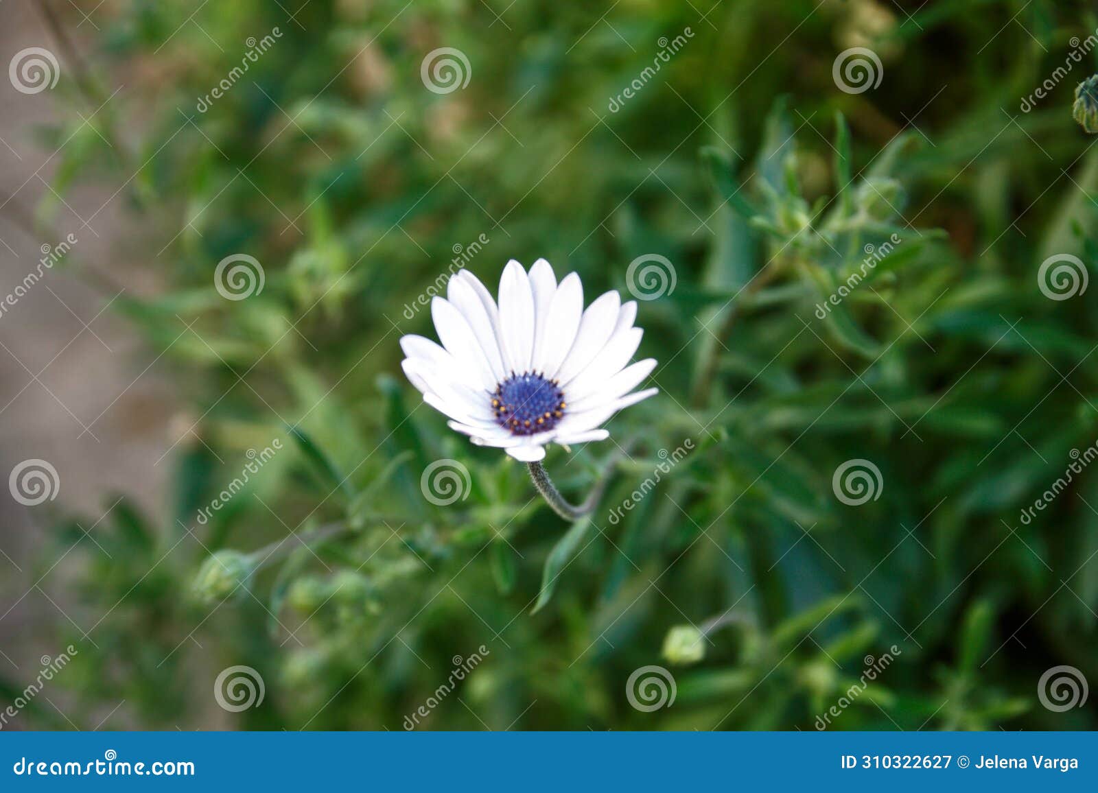white flower with purple polen