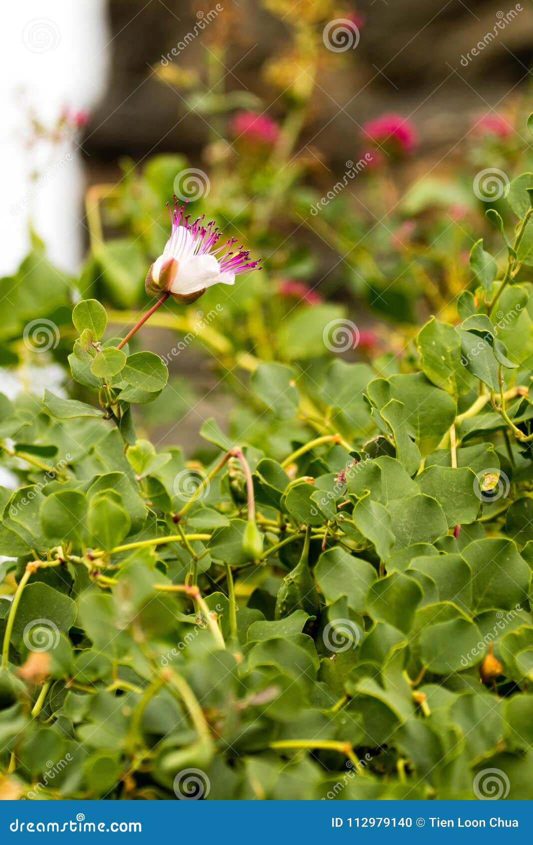 White Flower with Purple Tips Stock Photo Image of white, beauty