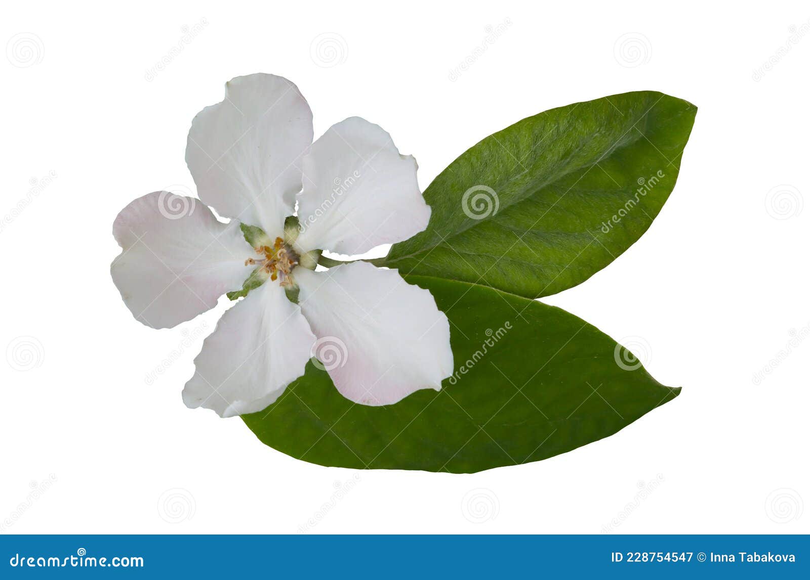 White Flower of the Quince Tree Stock Image Image of leaf, quince 228754547