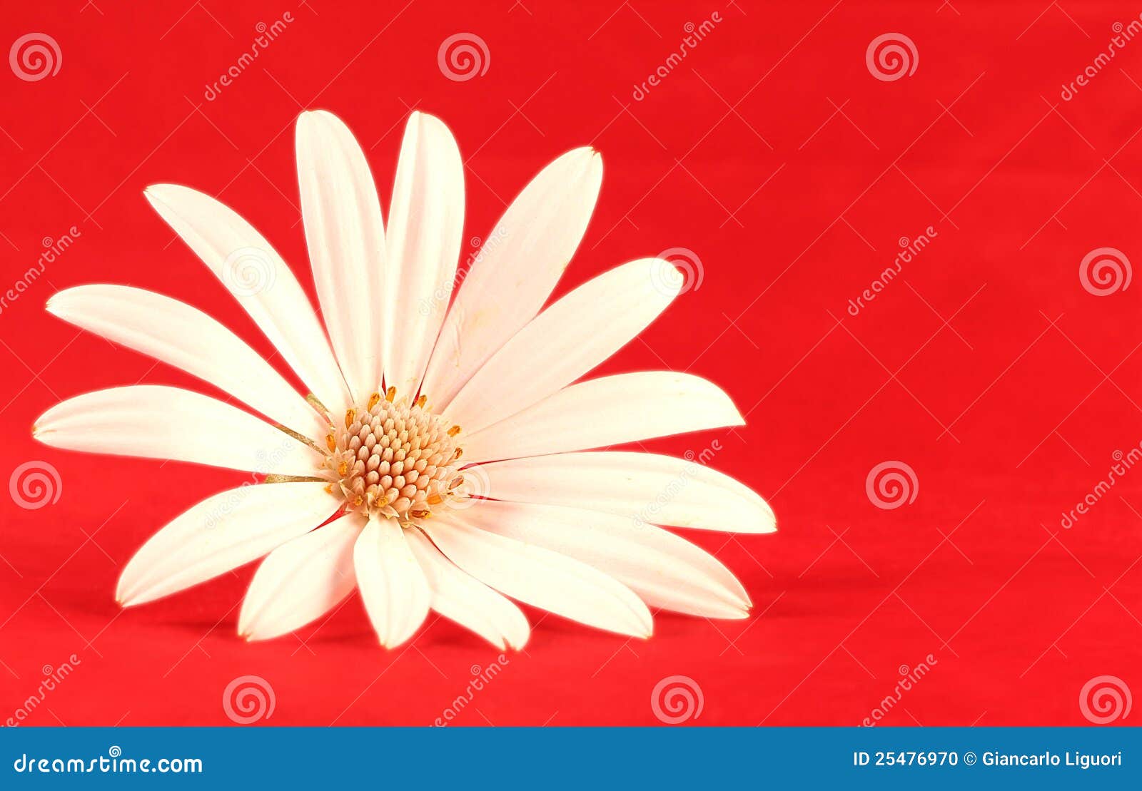 White Flower in Red Background Stock Photo - Image of chamomile, floral