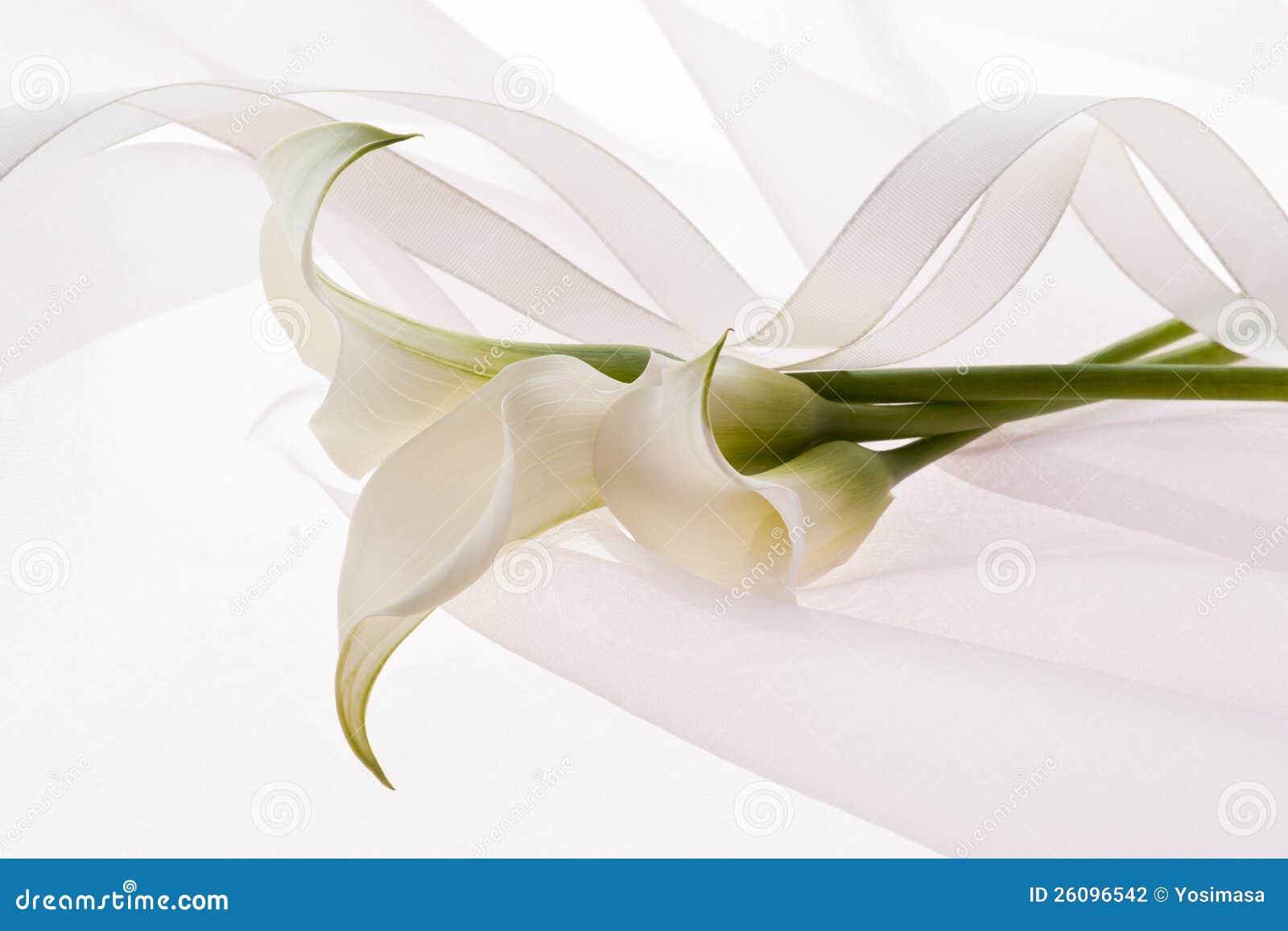 White flower and ribbon stock photo. Image of lily, background 26096542