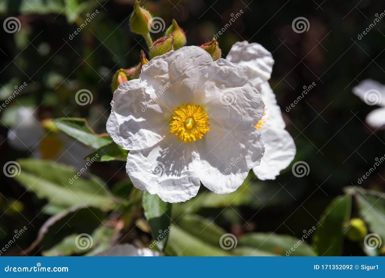 white flower rockrose