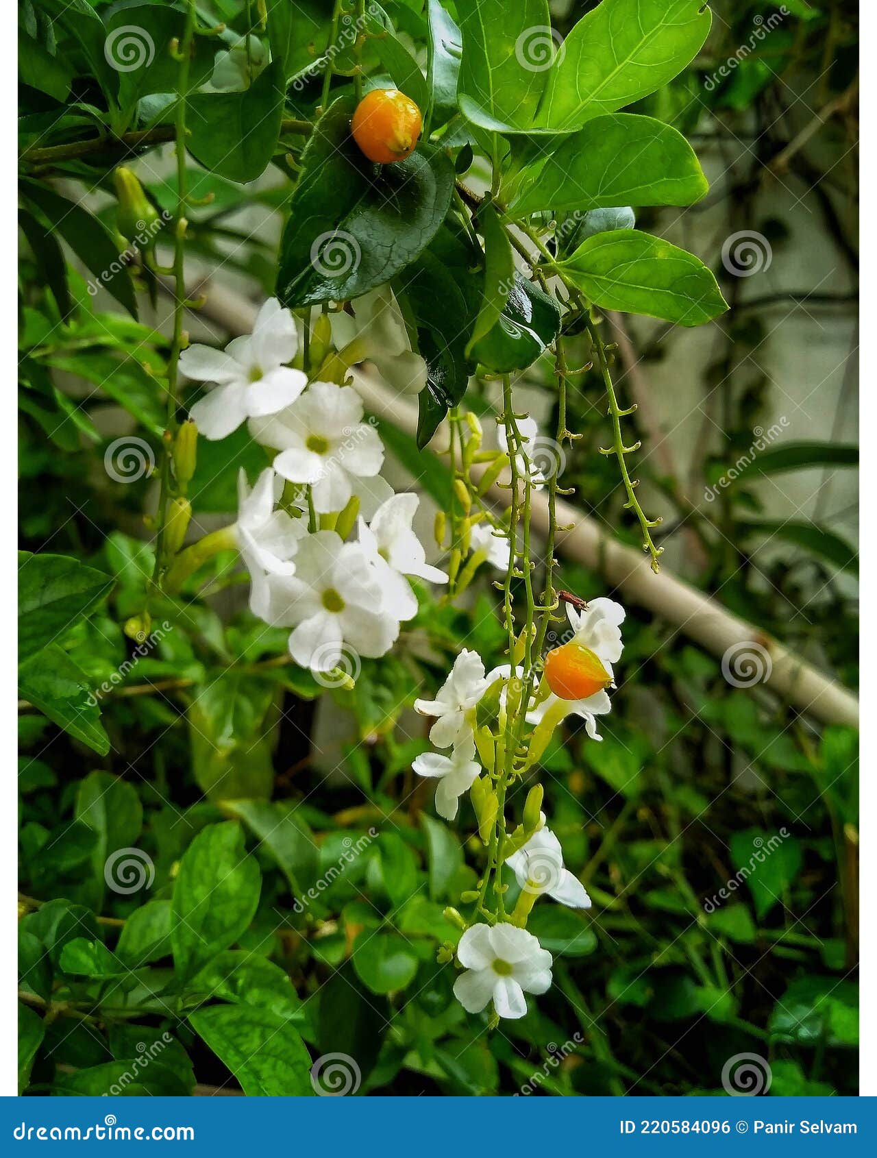White Flower and the Seeds with Healthy Plans Stock Photo Image of
