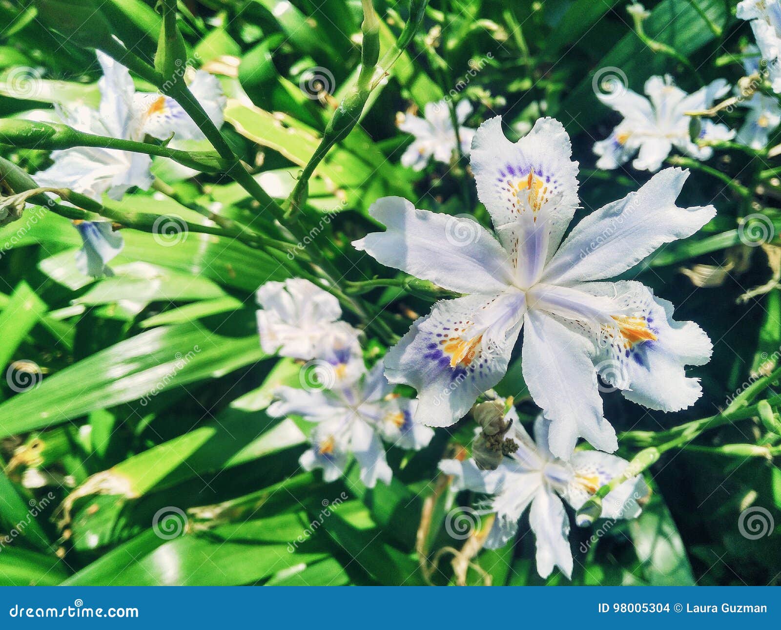 White flower six petal stock photo. Image of white, nature 98005304