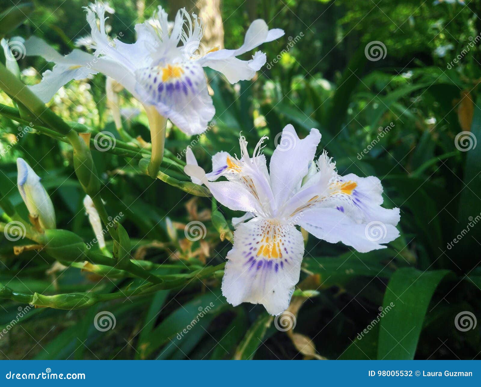 White flower six petal stock photo. Image of flower, unfocused 98005532