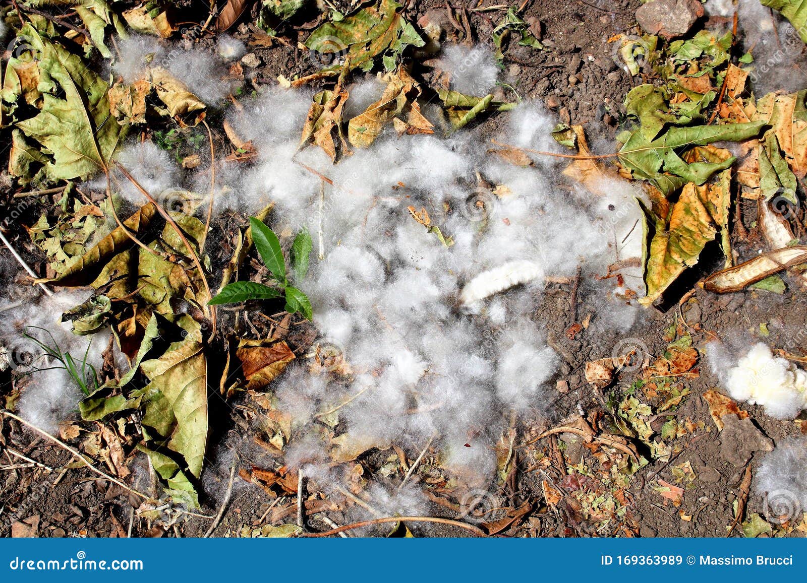 White Flower Spores on the Ground among the Leaves Stock Image Image