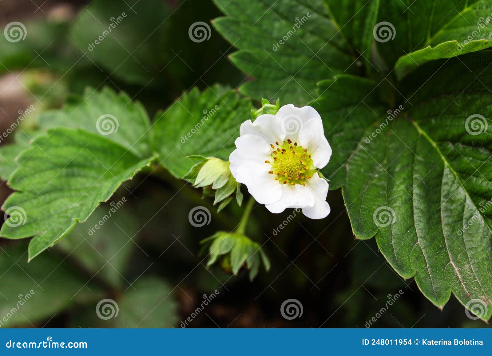 White Flower. Strawberry Blossom Stock Photo Image of branch, nature