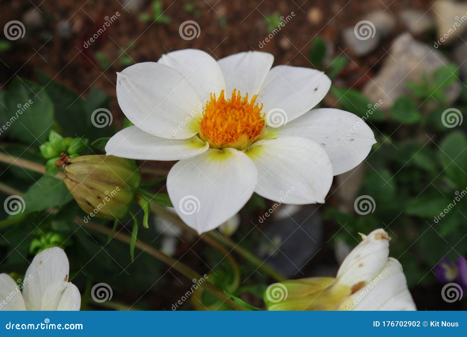 White flower from summer stock photo. Image of summer 176702902