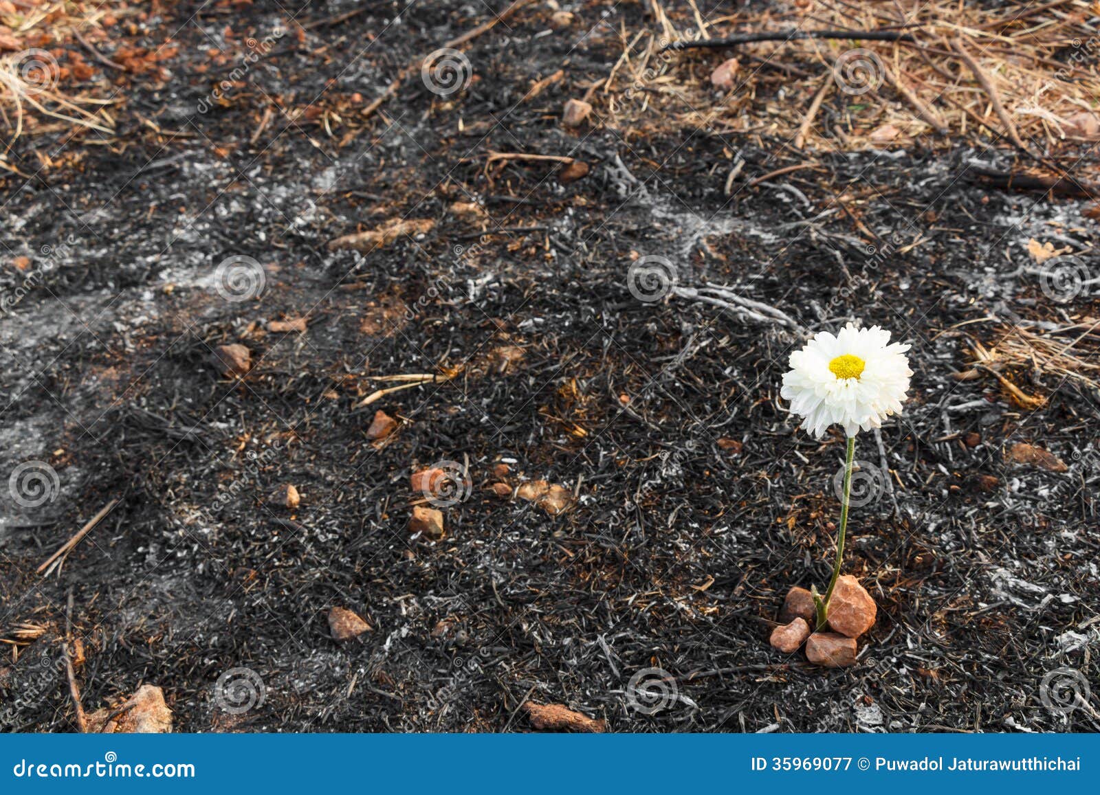 White Flower Survive on Ash of Burnt Grass Stock Image Image of flower, dead 35969077