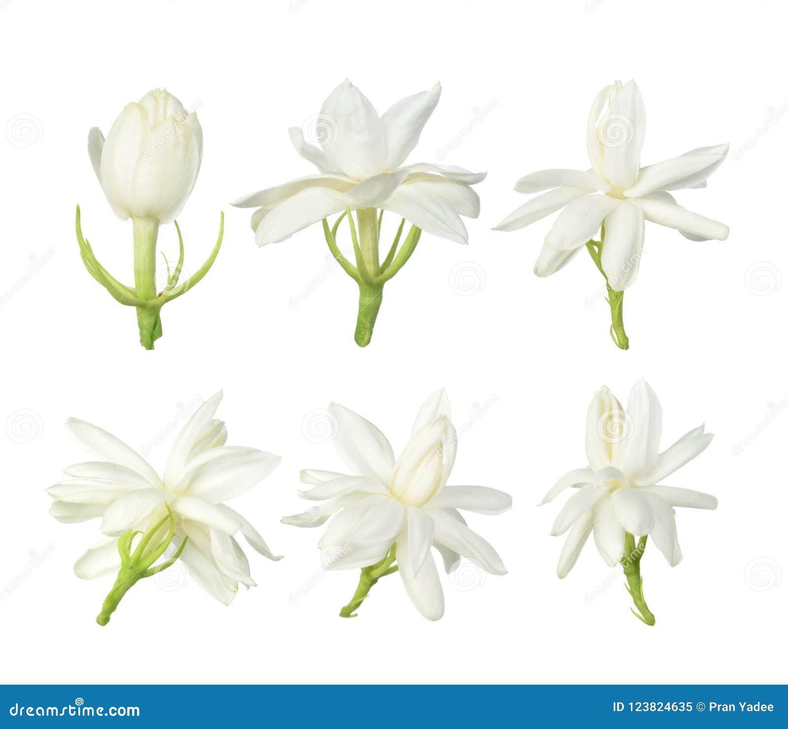 Thai Jasmine Rice Stock Image 40602403