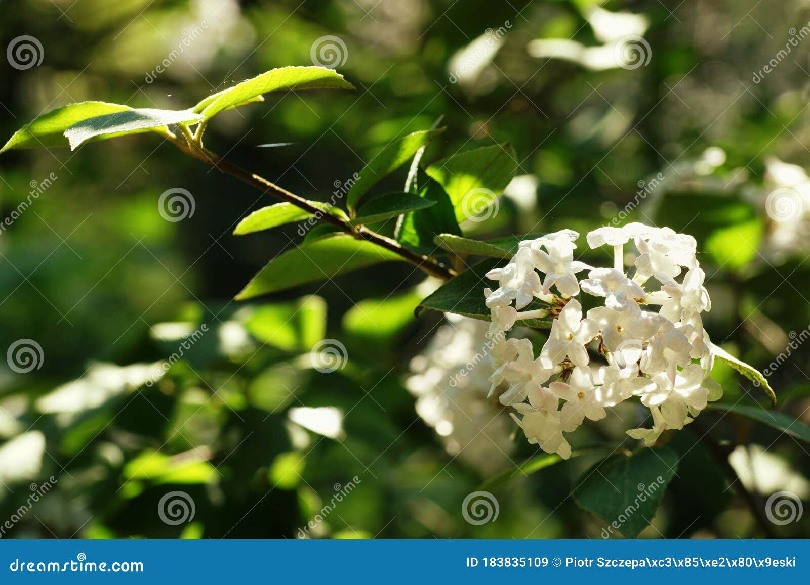 White Flower in the Thicket of Greenery Stock Image Image of greenery