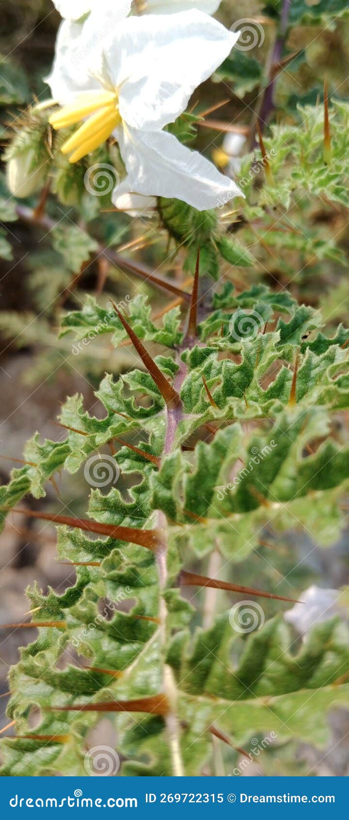 White Flower and Thorns on the Stem. Stock Image Image of nature