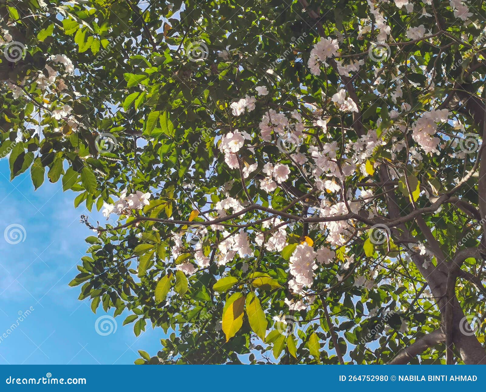White flower on the tree stock photo. Image of shrub 264752980