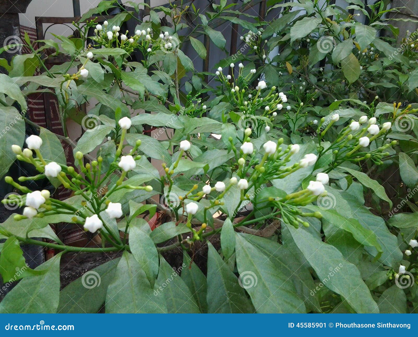 The white flower tree stock image. Image of white, tree 45585901