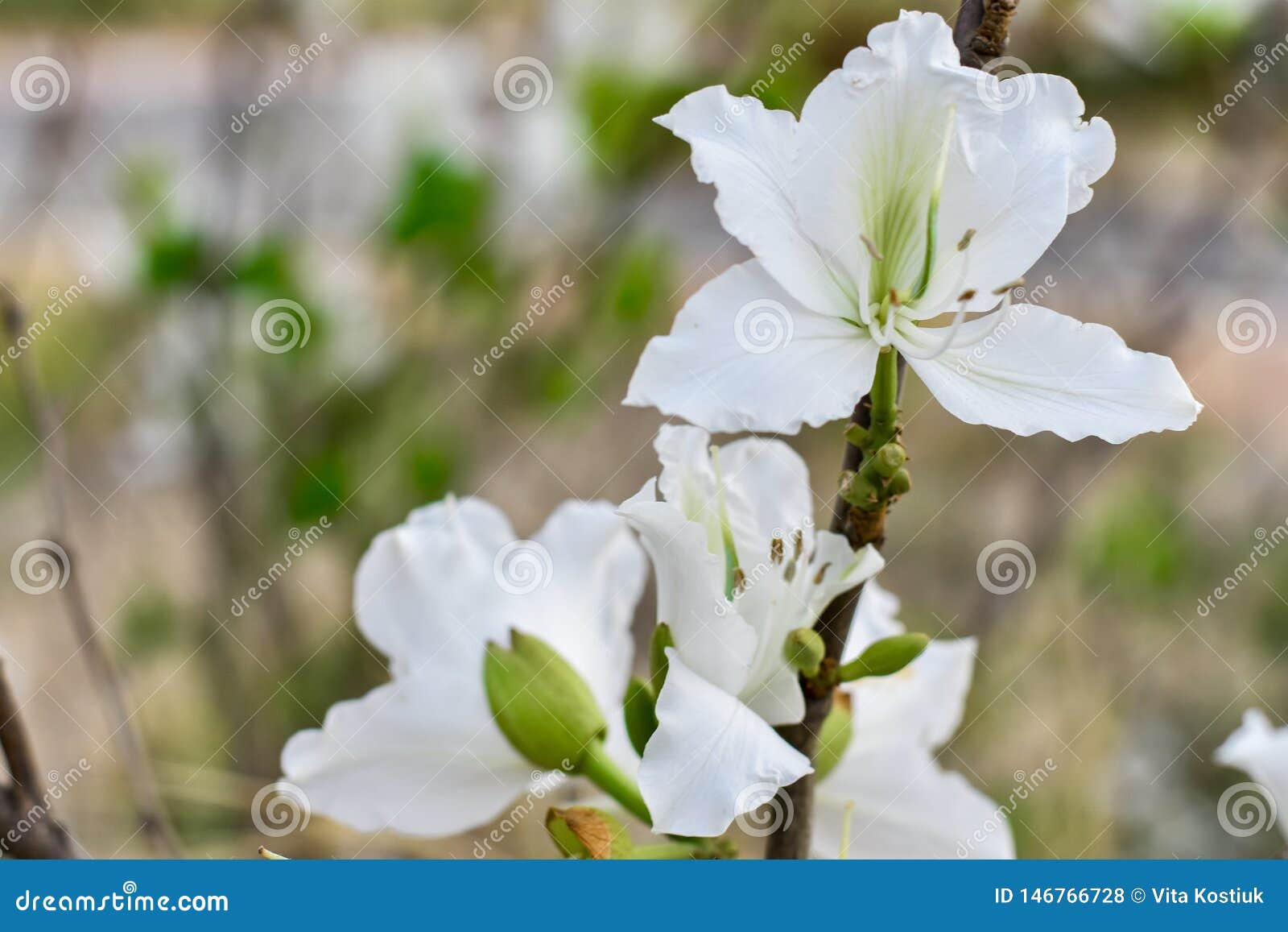 White flower on the trees stock photo. Image of beautiful 146766728