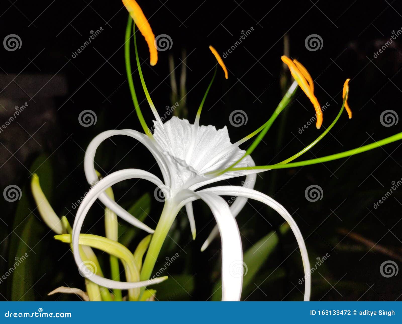 white flower verty pretty beautiful