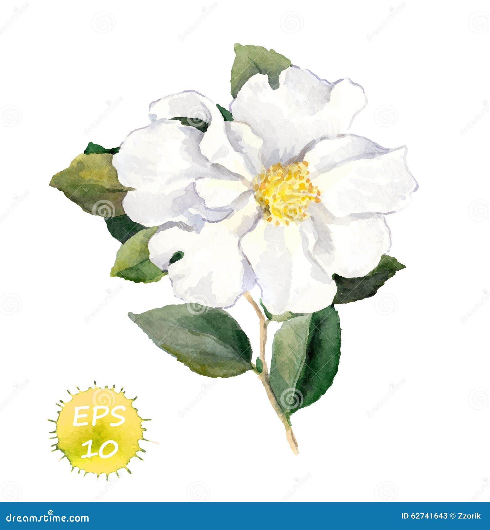 White Flower. Watercolor Botanical Illustration Stock Vector