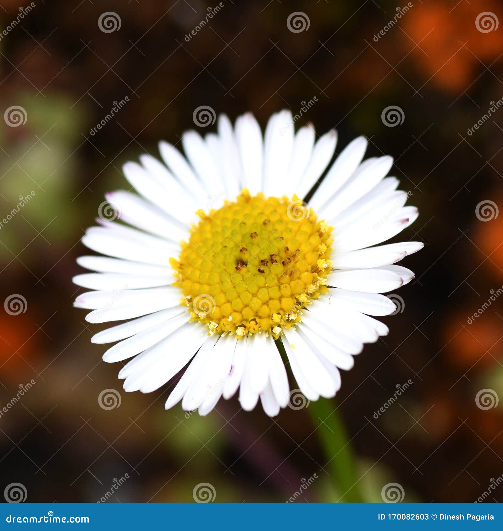 My Image 7