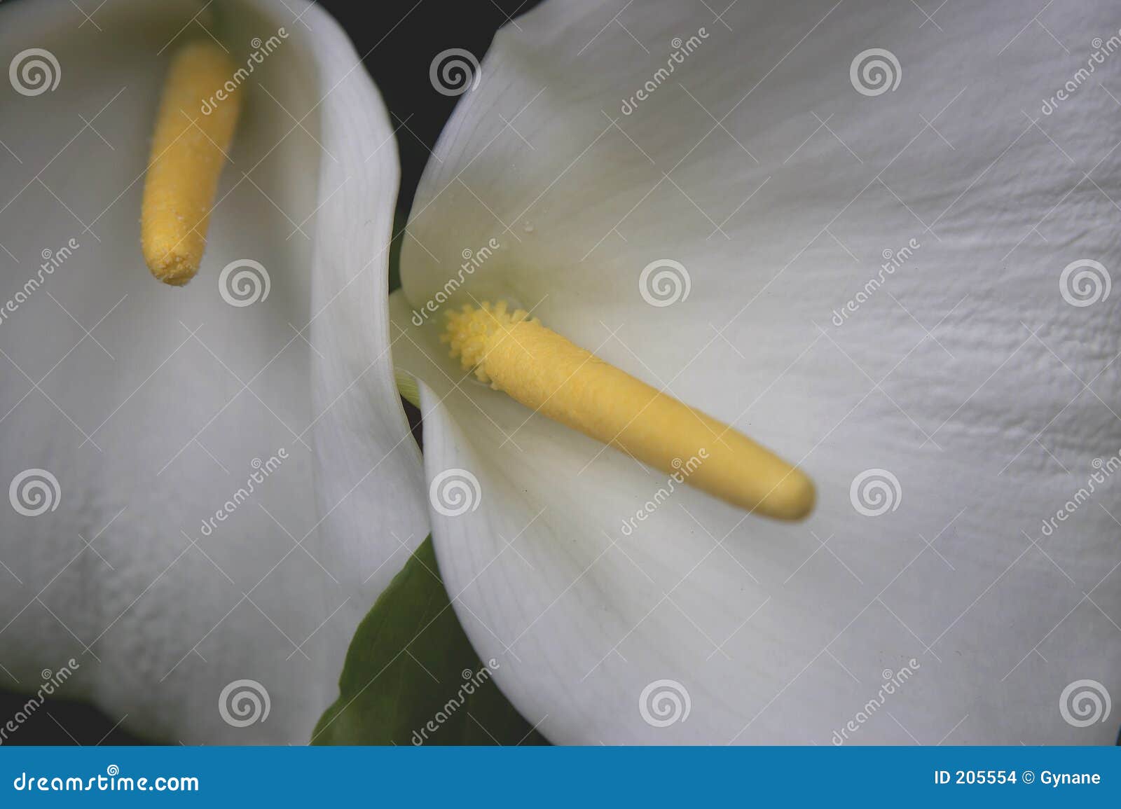 white flower and yellow stamen kew botanical gardens london