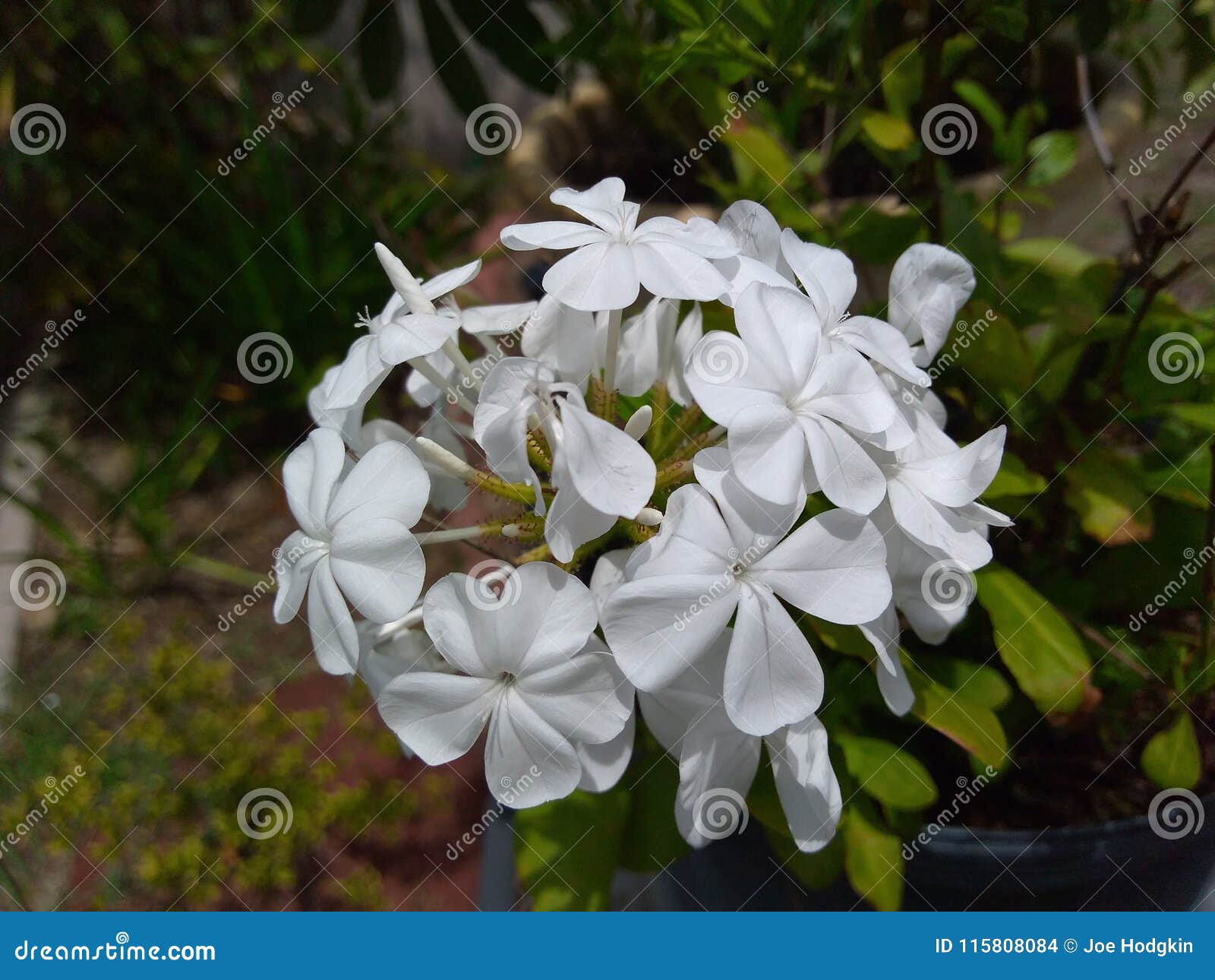 White flowers in bloom stock photo. Image of emerald 115808084