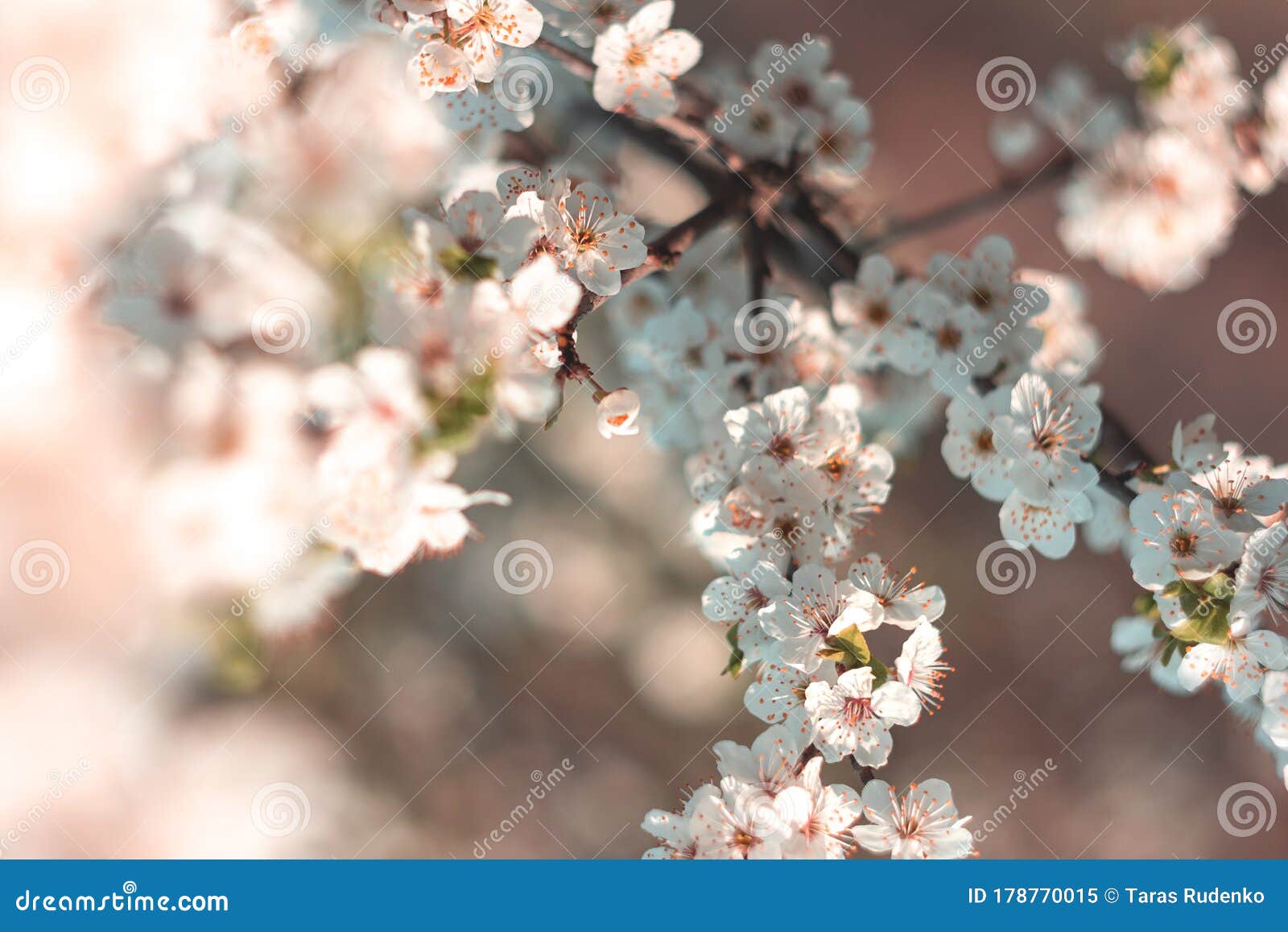 white flowering cherry branches in spring