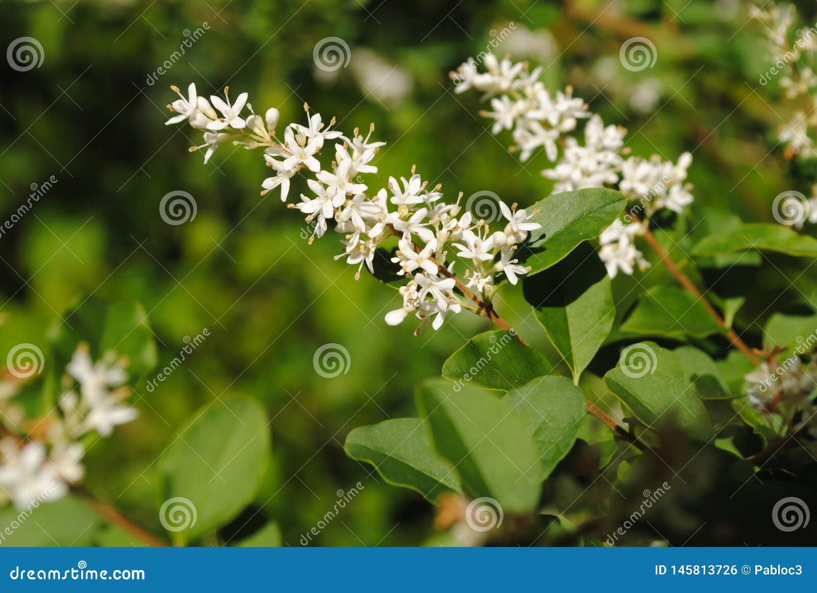 White Flowering Cluster on Long Branches Stock Photo Image of scenic
