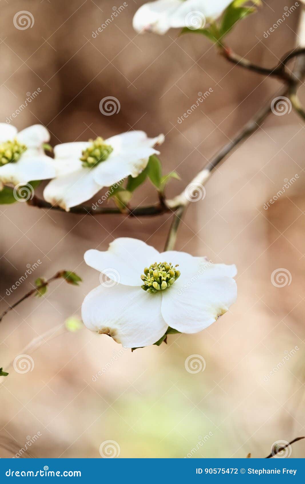white flowering dogwood tree blossom