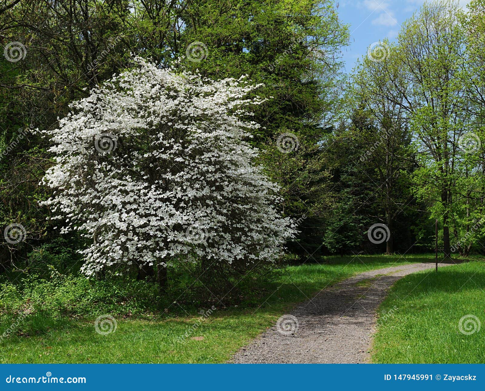 white flowering dogwood tree, latin name cornus florida, in garden near pathway
