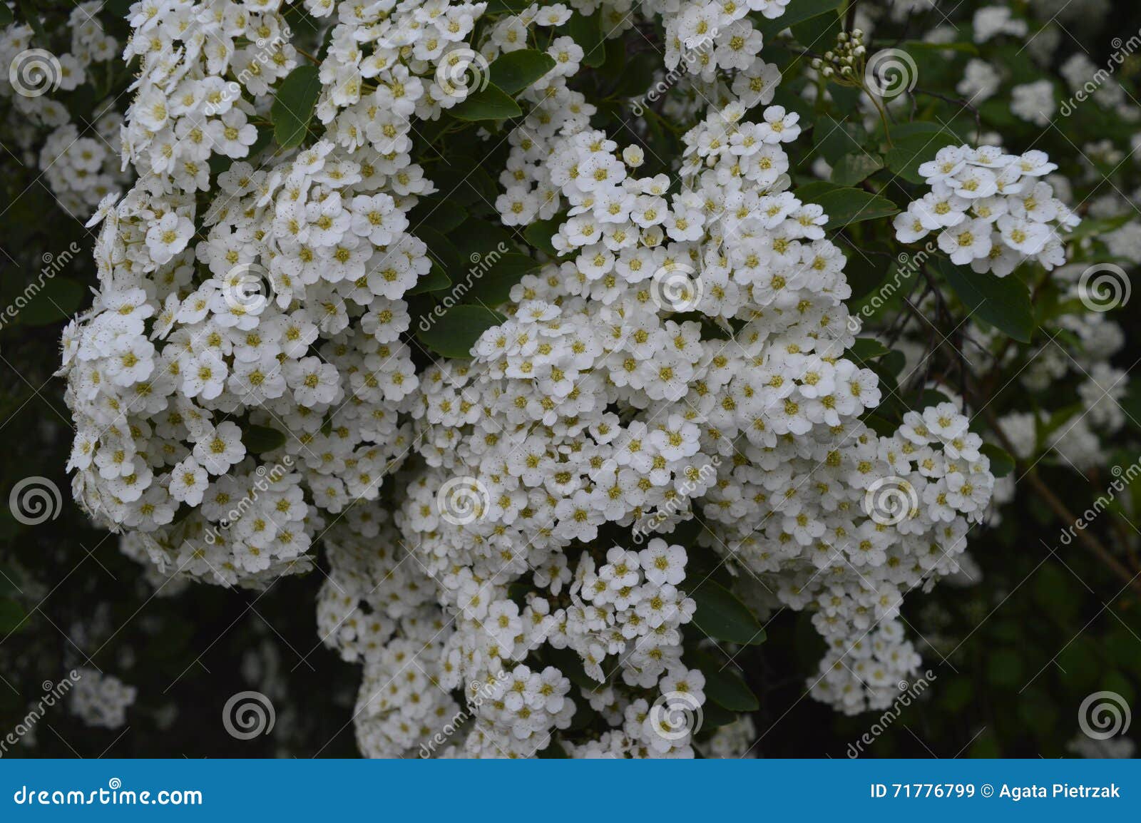 White flowering hedge stock image. Image of live, flower 71776799