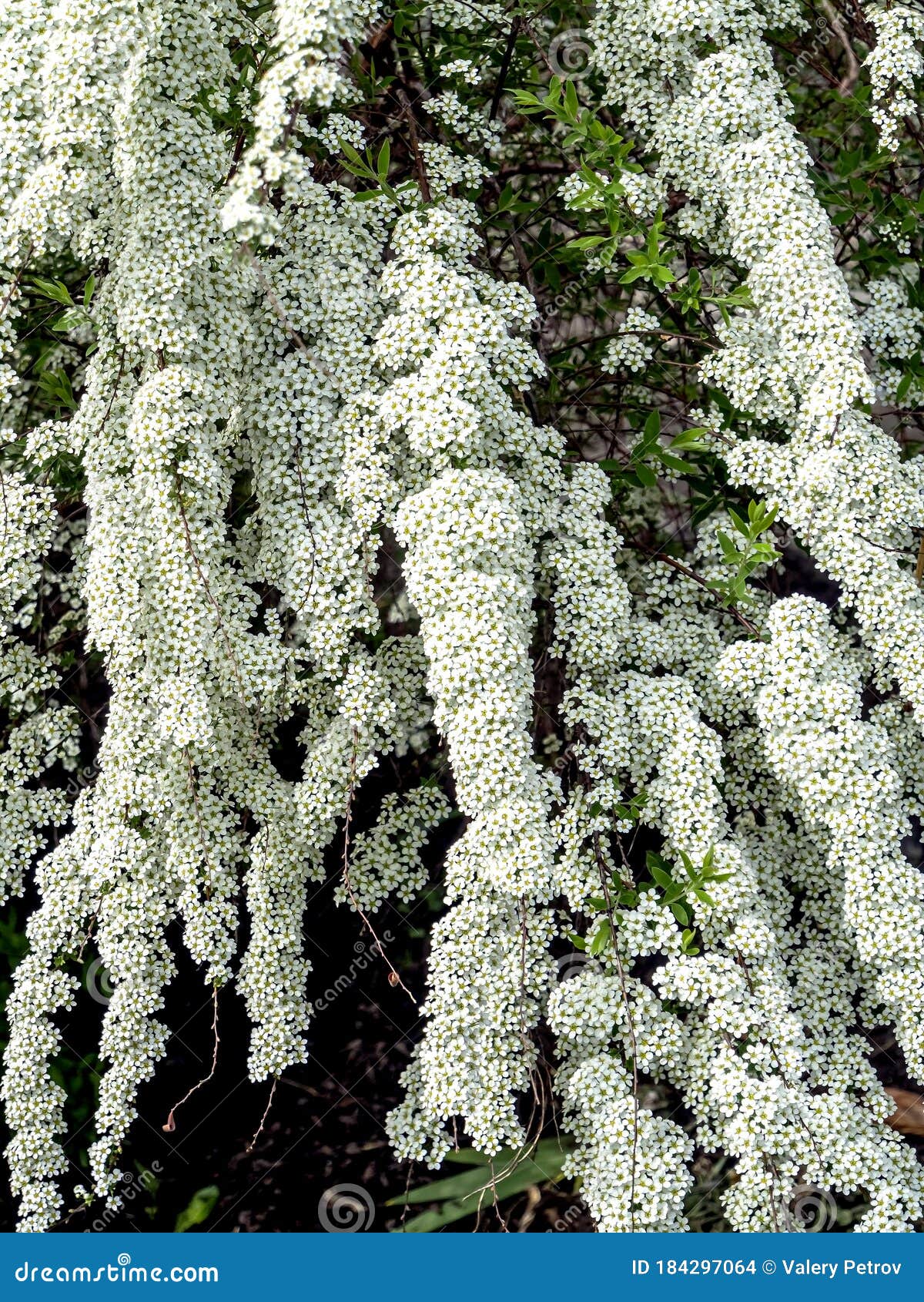 White Flowering Shrub with the Latin Name Spiraea Stock Photo Image of background, park 184297064