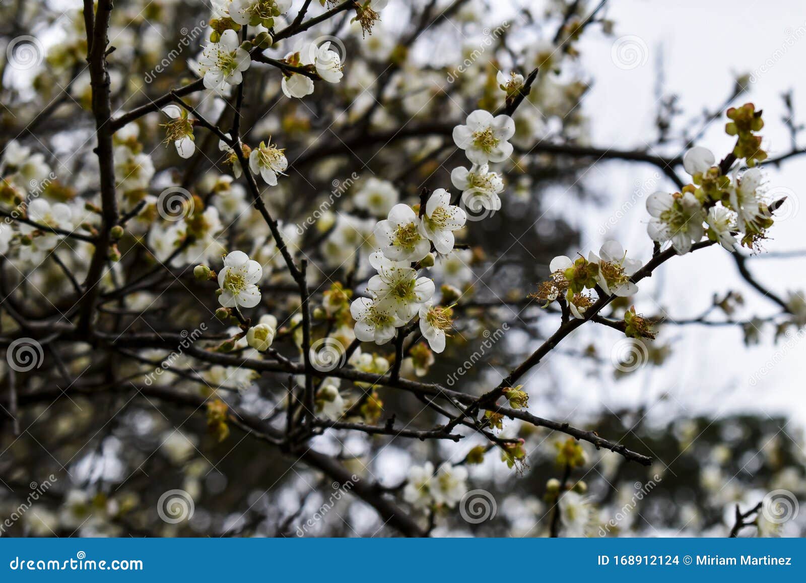 white flowers of an almond tree.