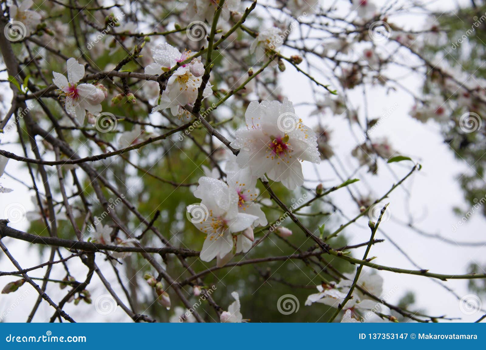 White Flowers of Almond Tree, Close Up Stock Image Image of beautiful