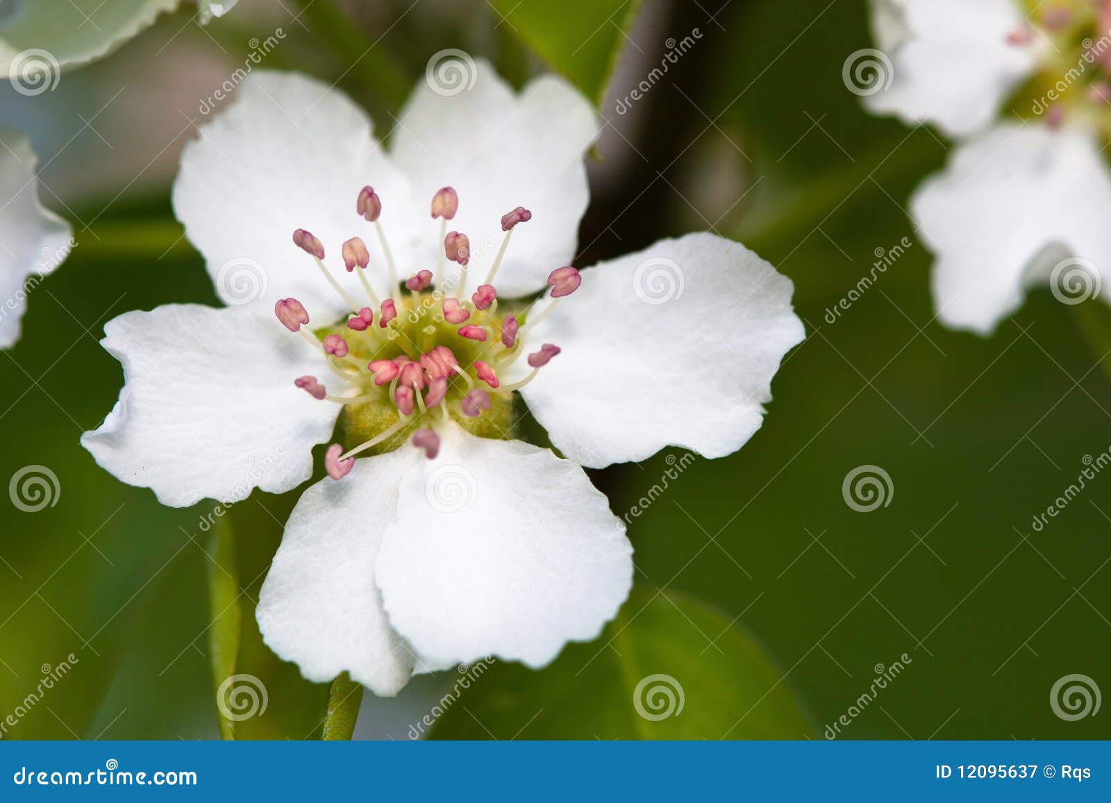 White Flowers of Apple Tree Stock Image Image of spring, active 12095637