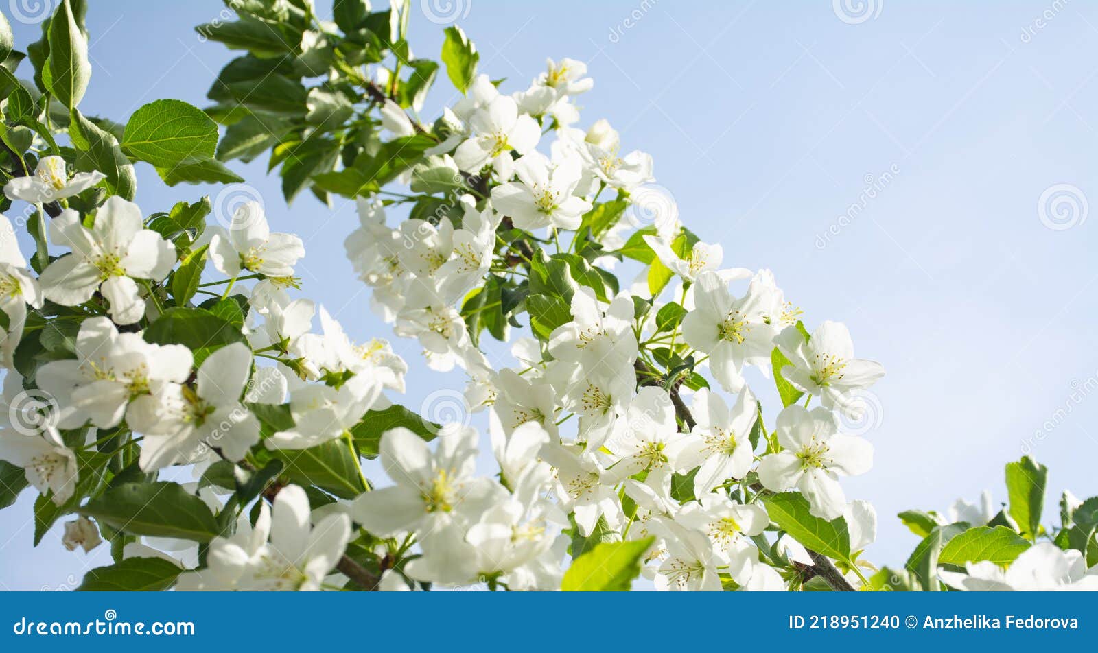 White Flowers, Apple Tree Blooms, Apple Tree Branches Stock Photo