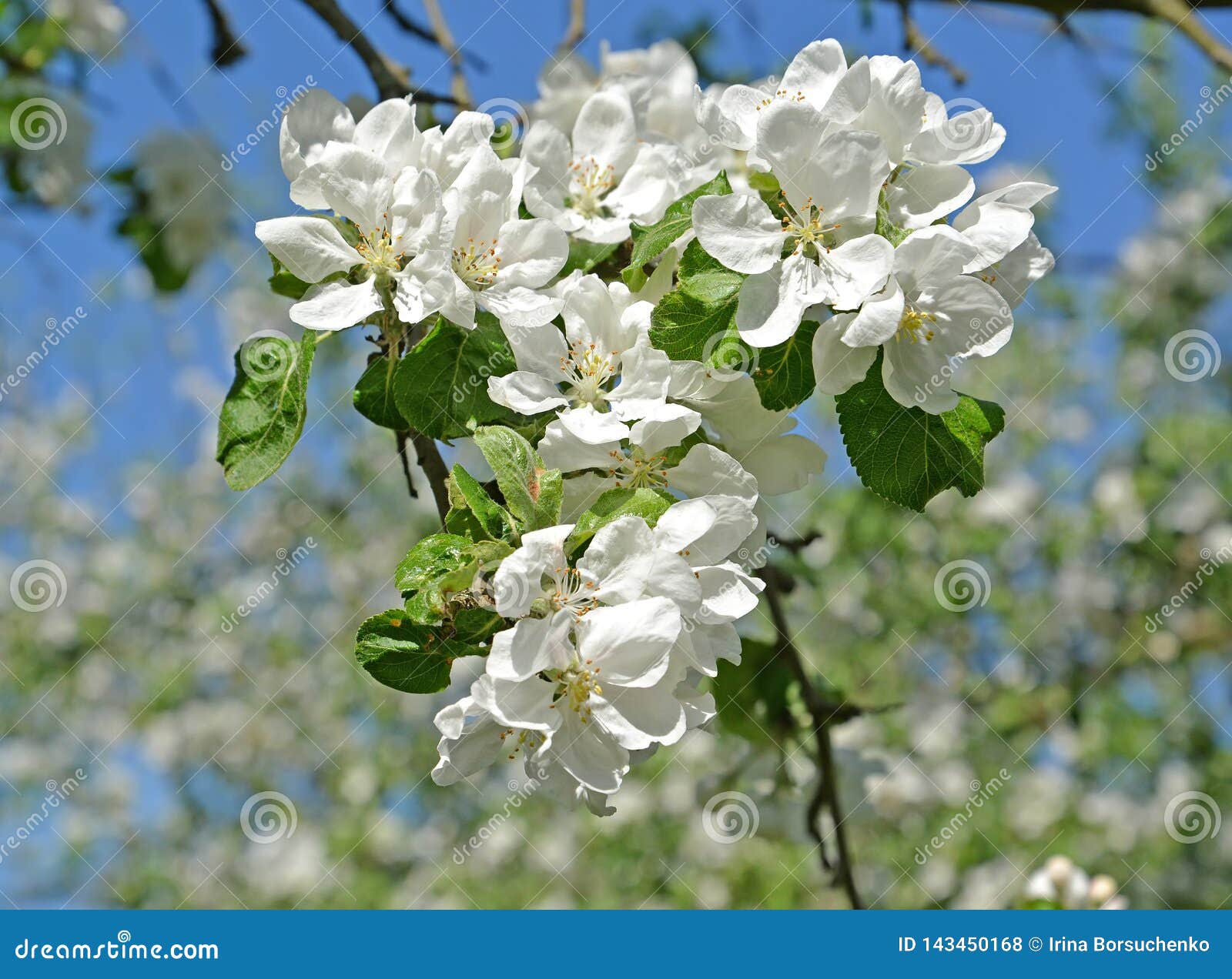 White Flowers of an Appletree Close Up. Spring Stock Photo Image of