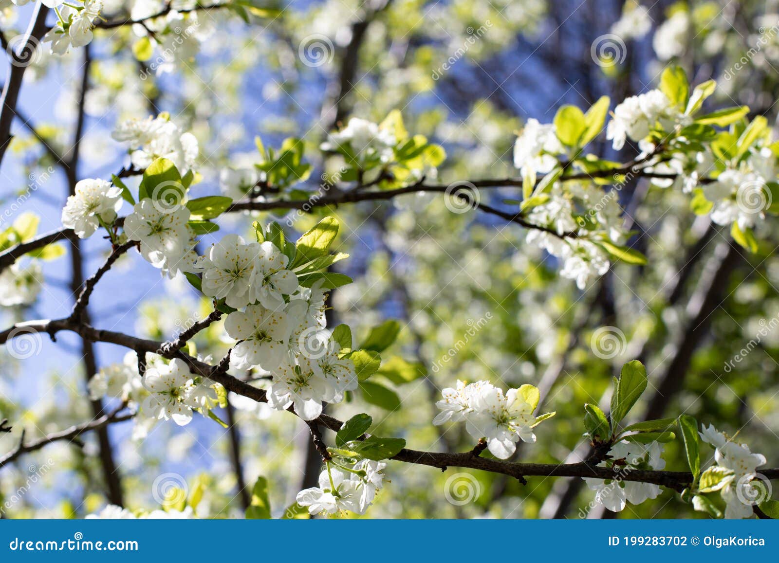 White Flowers of Apple Tree, Spring Flowering Stock Photo Image of