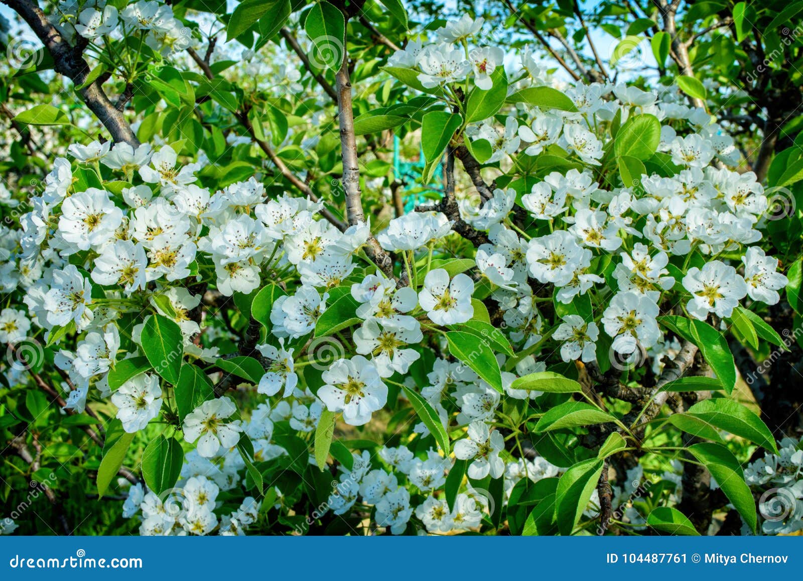 White Flowers of an Apple Tree. Stock Image Image of country
